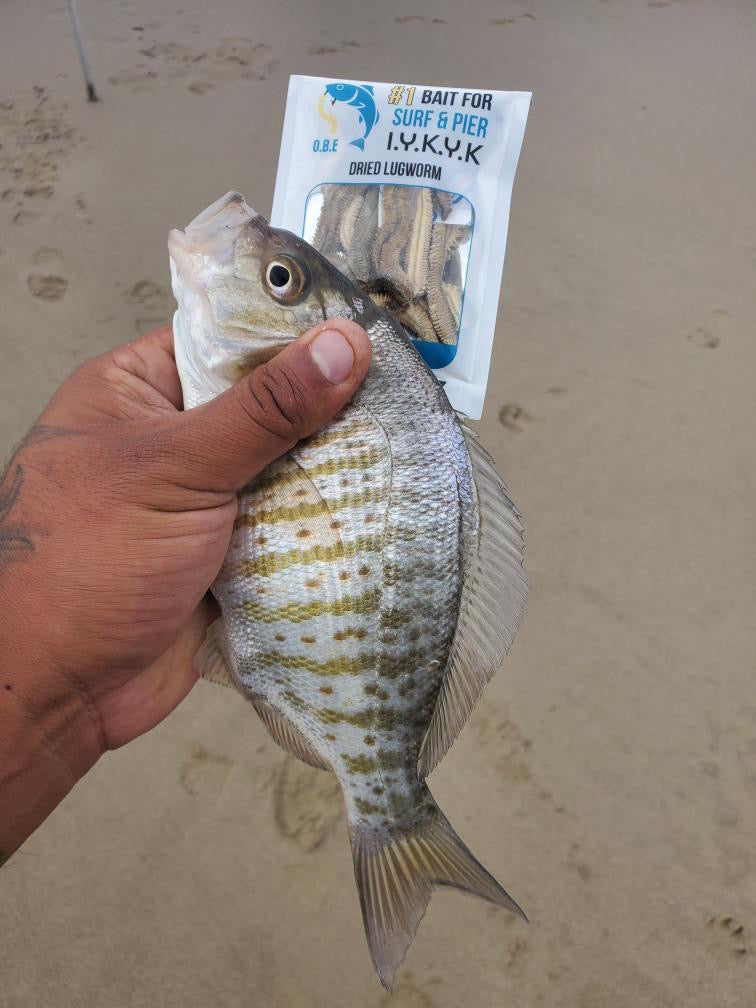Dried Lugworm : #1 Bait for Surf & Pier