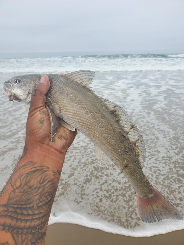 Dried Lugworm : #1 Bait for Surf & Pier