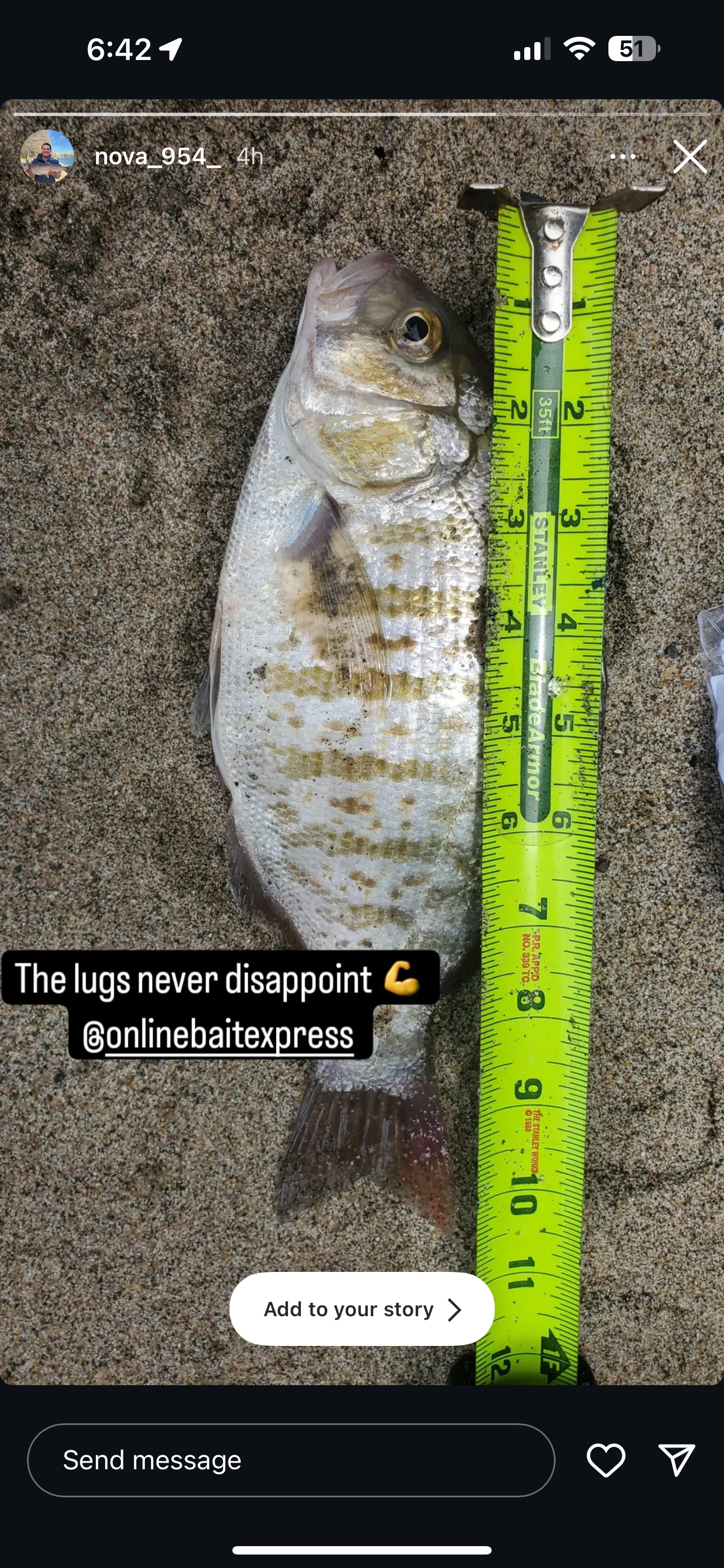 Live Lugworm