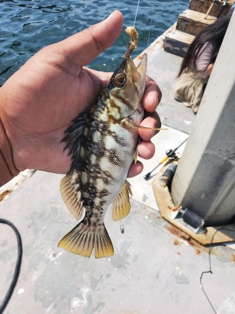 Dried Lugworm : #1 Bait for Surf & Pier