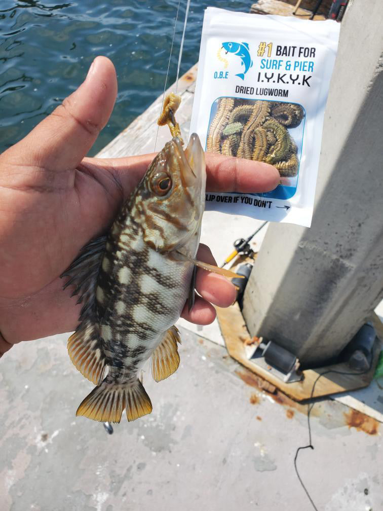 Dried Lugworm : #1 Bait for Surf & Pier