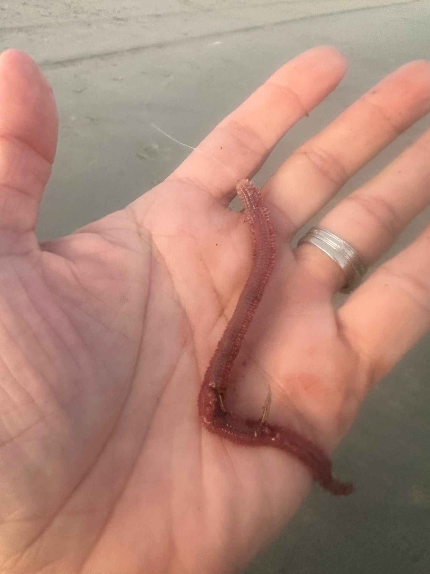 Live Lugworm
