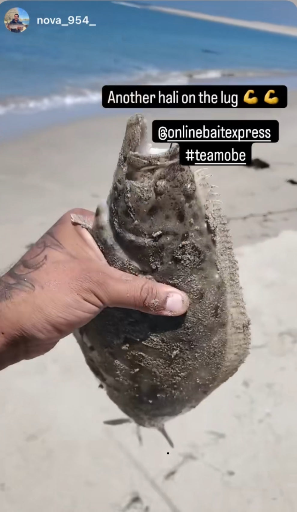 Live Lugworm