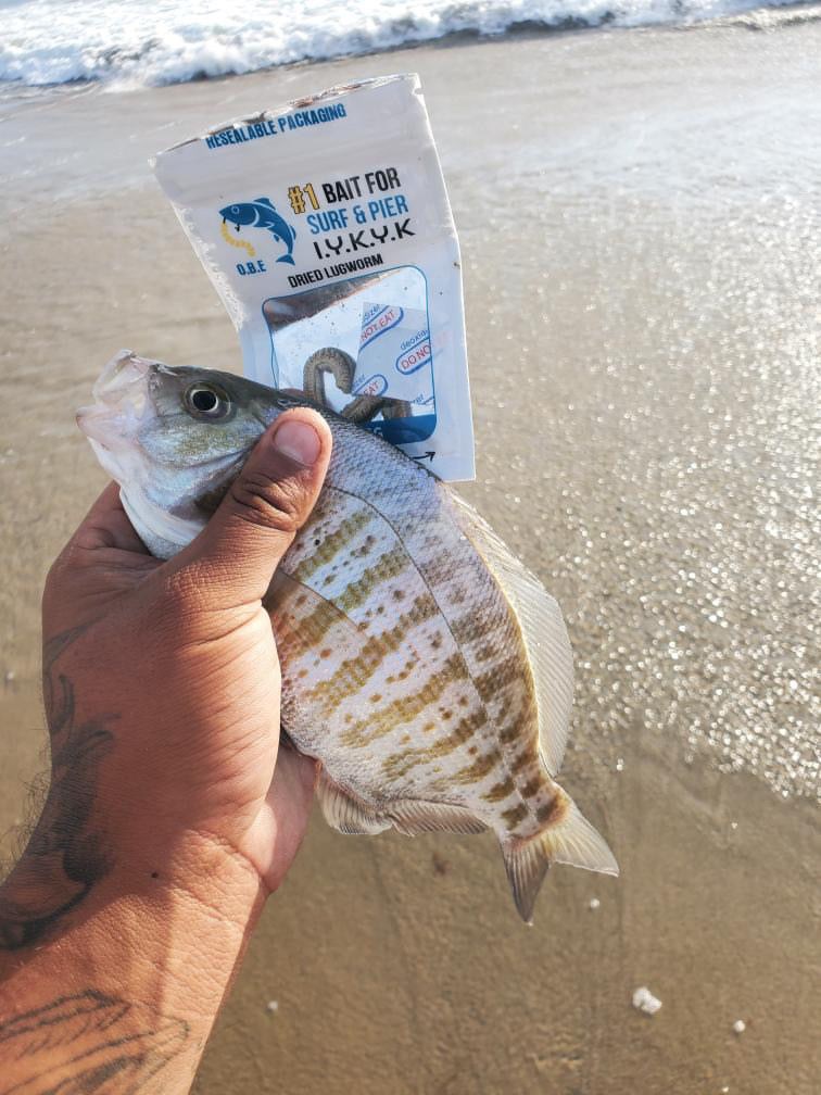 Dried Lugworm : #1 Bait for Surf & Pier