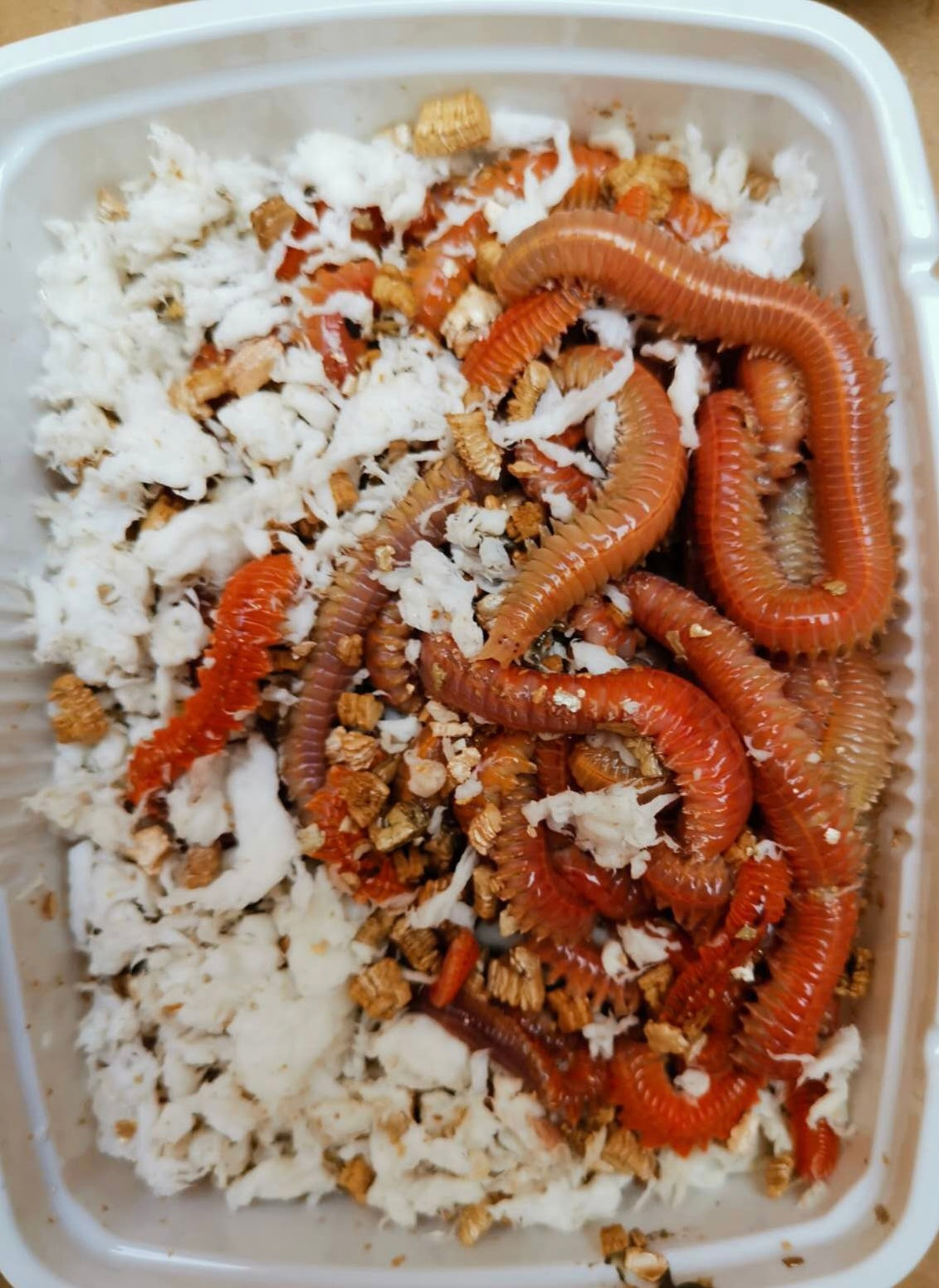 Live Lugworm