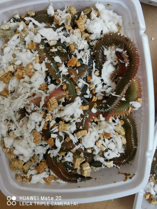 Live Lugworm