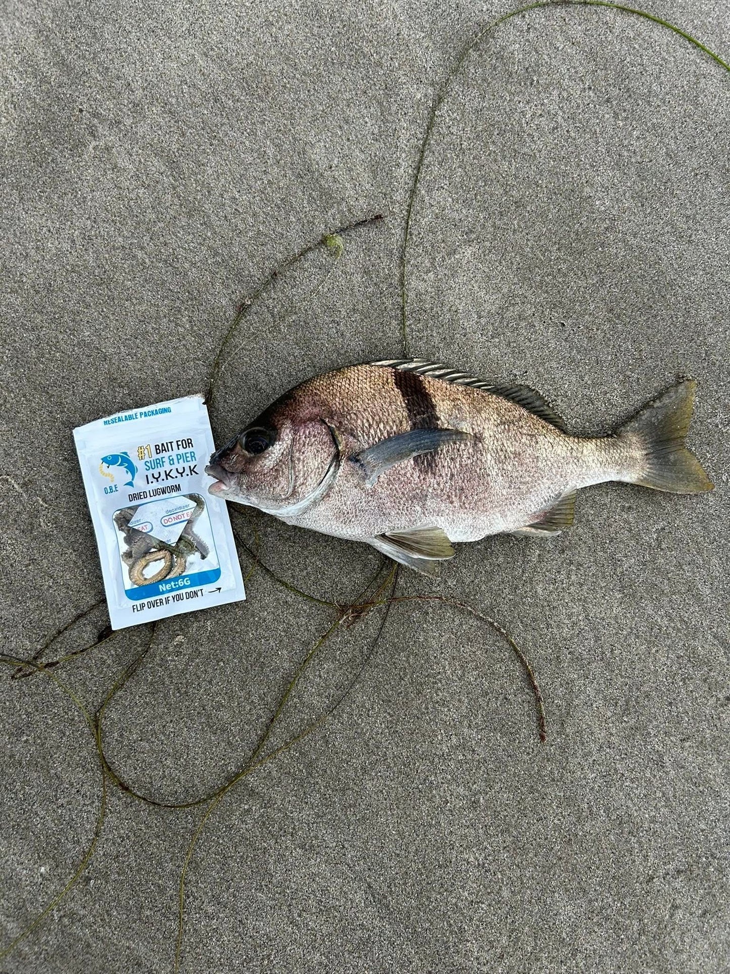 Dried Lugworm : #1 Bait for Surf & Pier