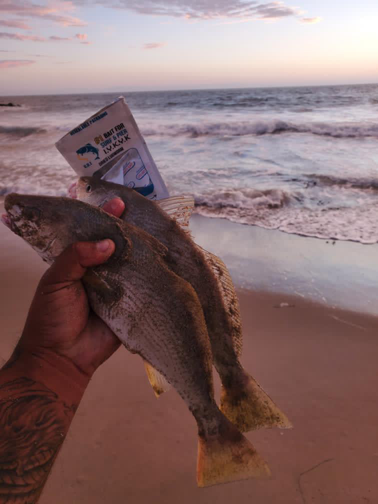 Dried Lugworm : #1 Bait for Surf & Pier