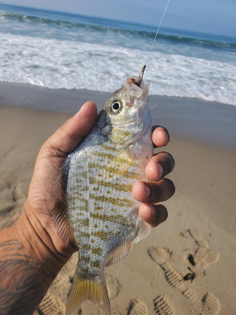 Best Surf Fishing Setup for Dried Lugworms