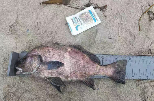 How to Fish Dried Lugworms (Rigging, Tips & Tricks)