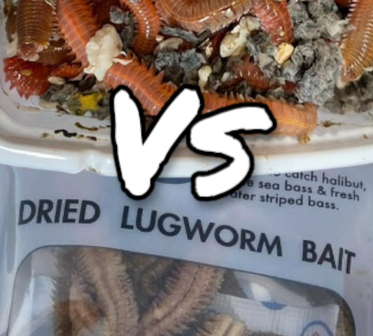 Live vs. Dried Lugworms: Which is Better for Your Fishing Needs?