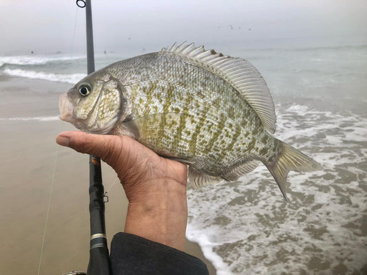 A Beginner's Guide to Surf Fishing in California and Oregon