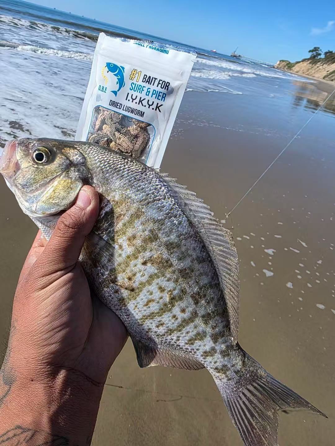 Best Bait for Surf Perch, Corbina, and Croaker