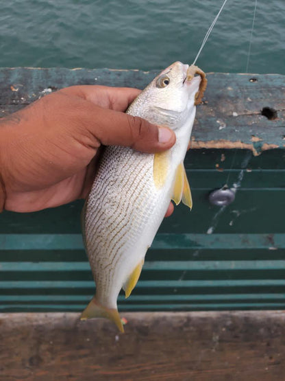 Dried Lugworm : #1 Bait for Surf & Pier