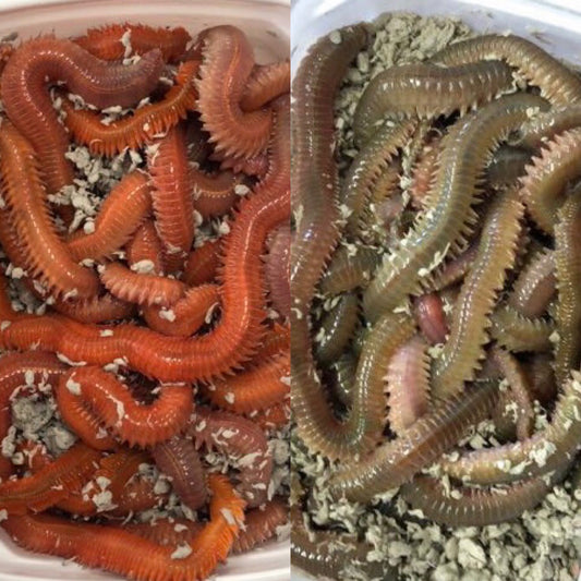 Lugworms: The Ultimate Fishing Bait | Learn More Here โ Online Bait Express