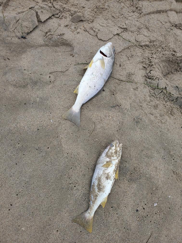 Dried Lugworm : #1 Bait for Surf & Pier