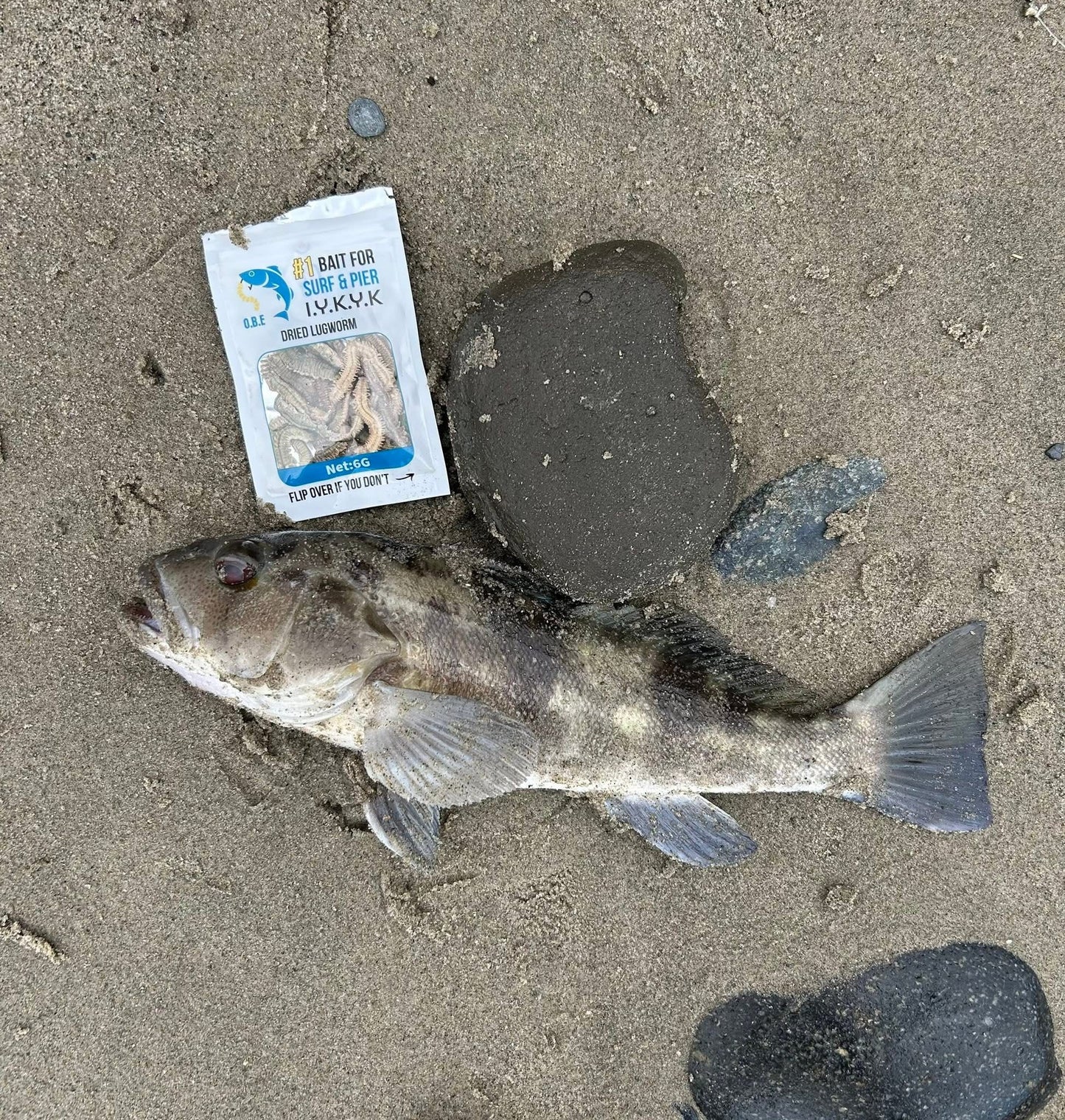 Dried Lugworm : #1 Bait for Surf & Pier