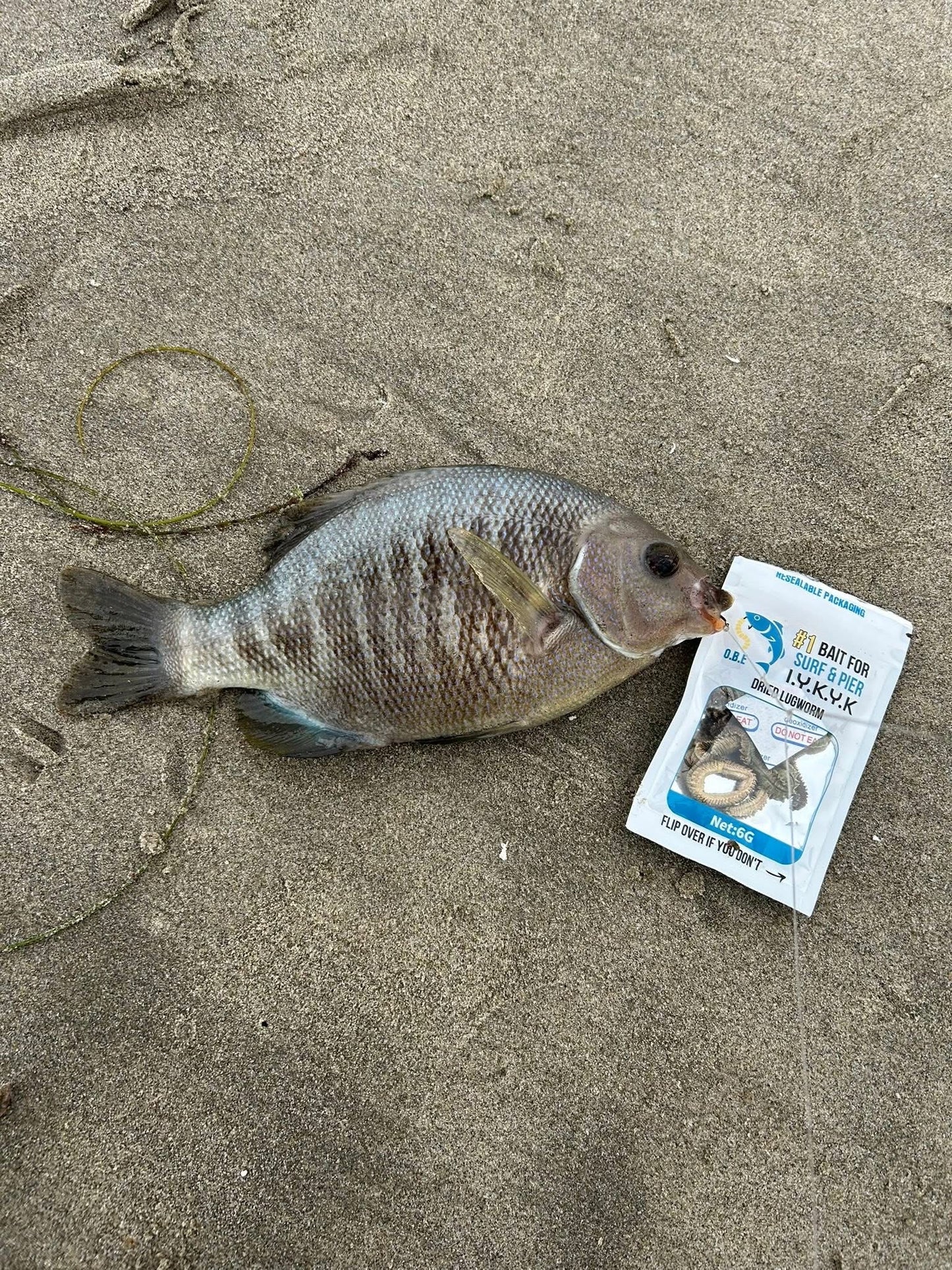 Dried Lugworm : #1 Bait for Surf & Pier