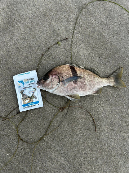 Dried Lugworm : #1 Bait for Surf & Pier