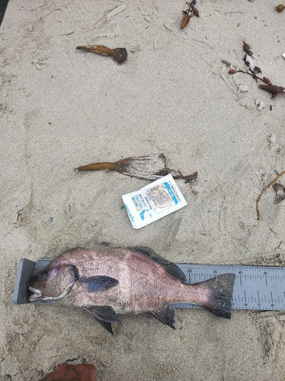 Dried Lugworm : #1 Bait for Surf & Pier