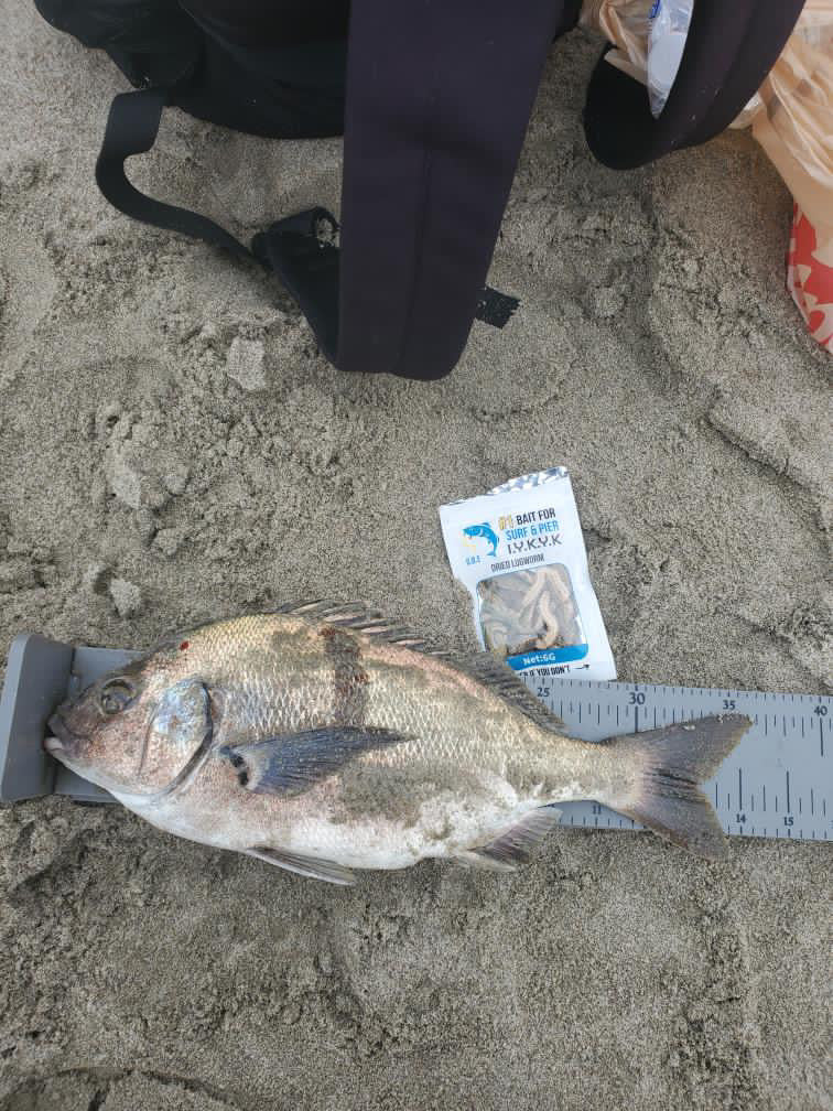 Dried Lugworm : #1 Bait for Surf & Pier