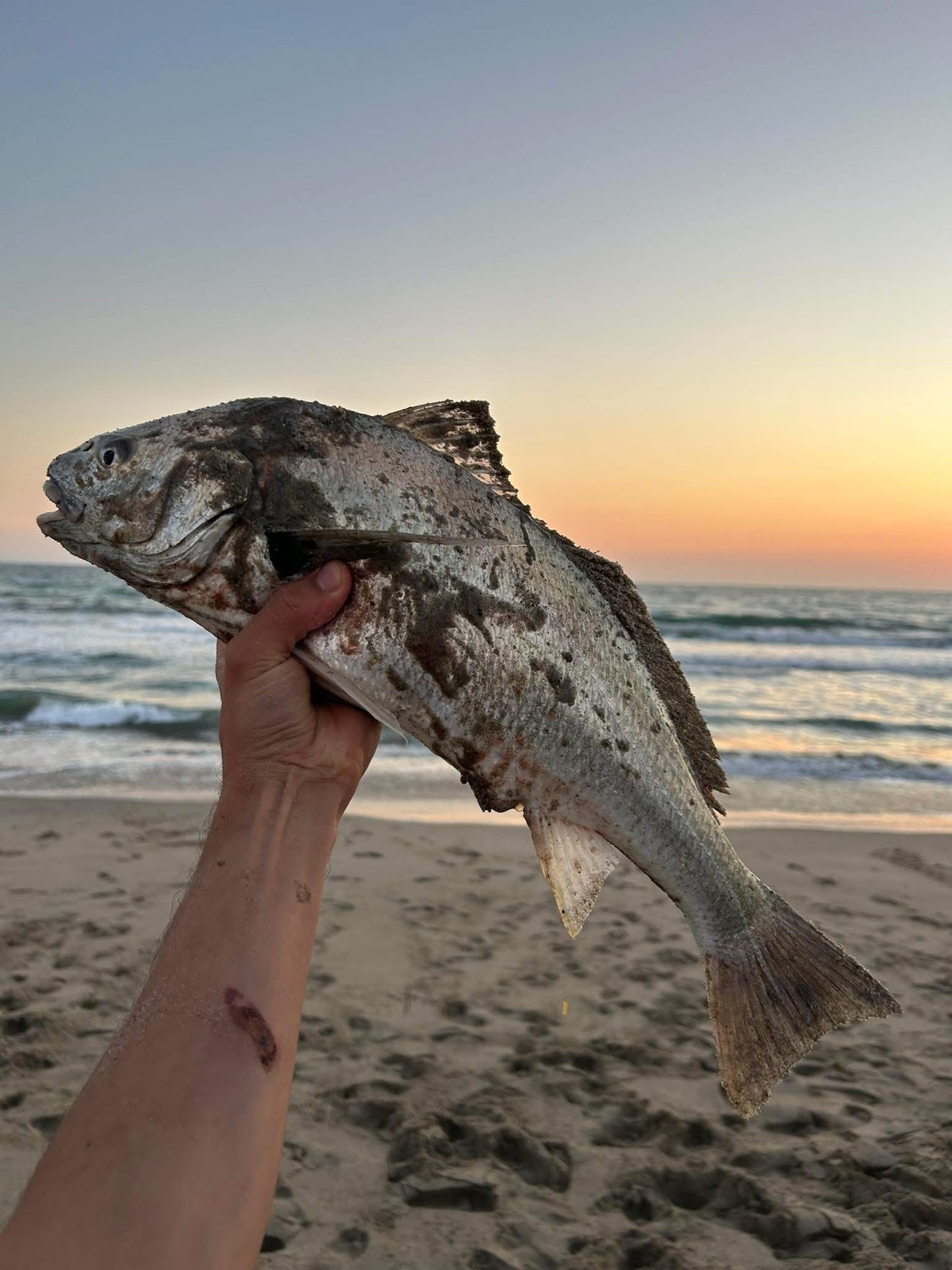 Dried Lugworm : #1 Bait for Surf & Pier
