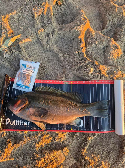O.B.E Premium Dried Lugworms | Saltwater Fishing Bait