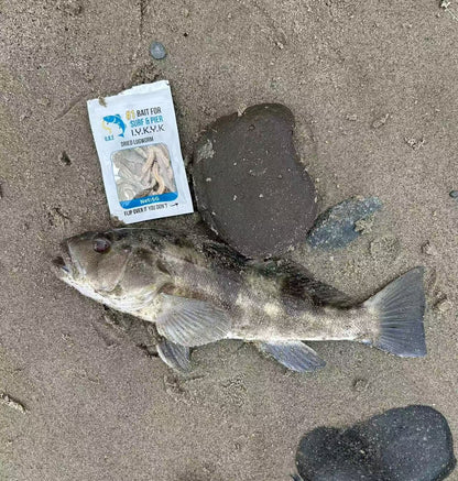O.B.E Premium Dried Lugworms | Saltwater Fishing Bait
