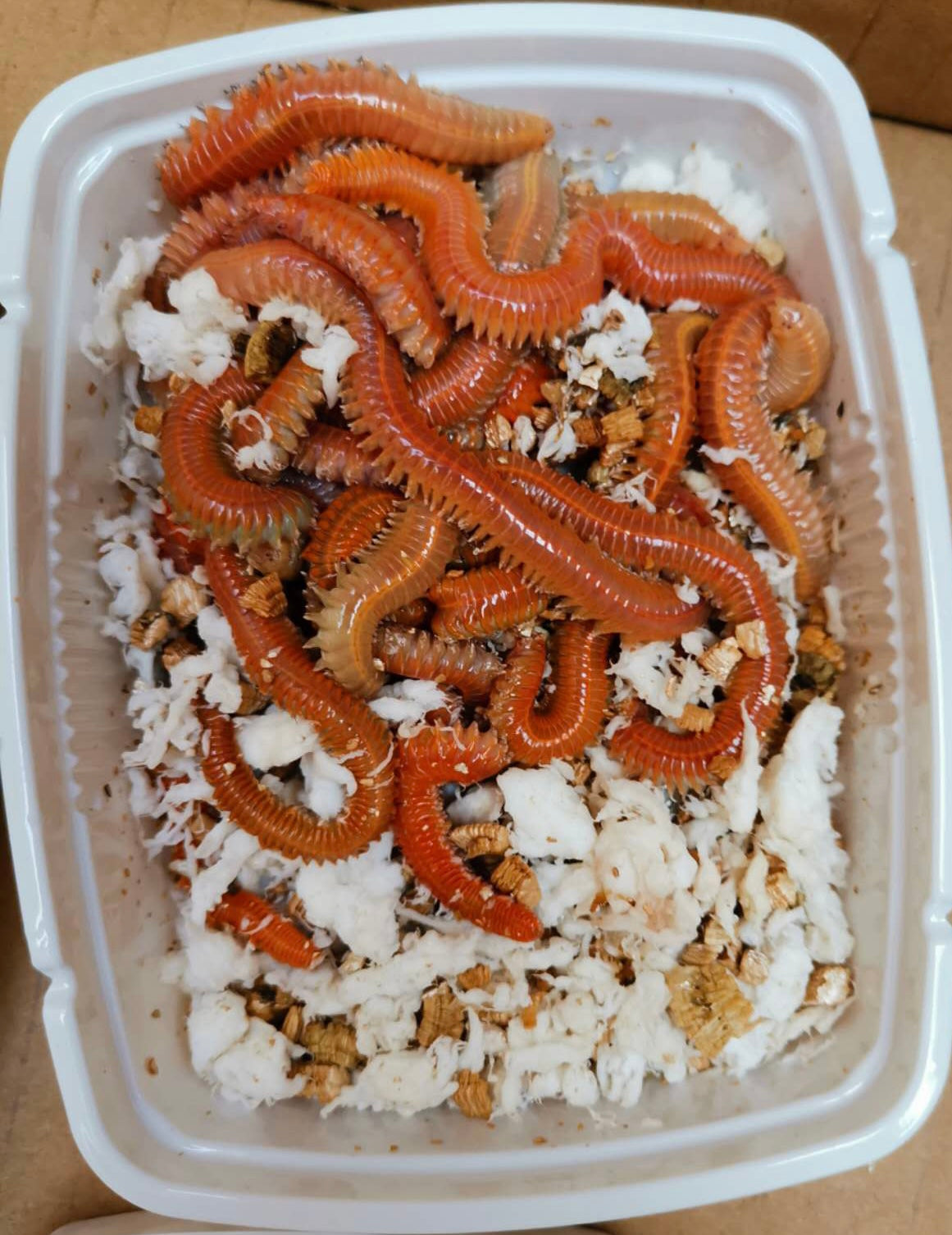 Catch More Fish with Dried Lugworms โ Long Shelf Life & Mess-Free Bait ...